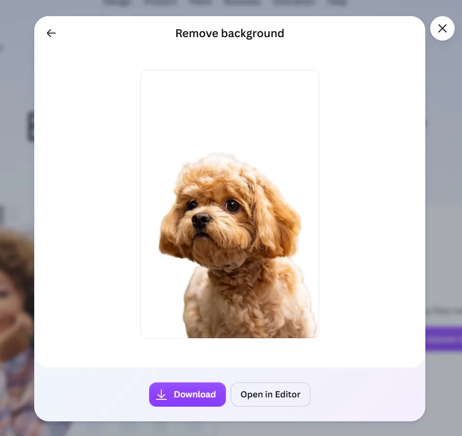 Canva background removal result on the dog photo