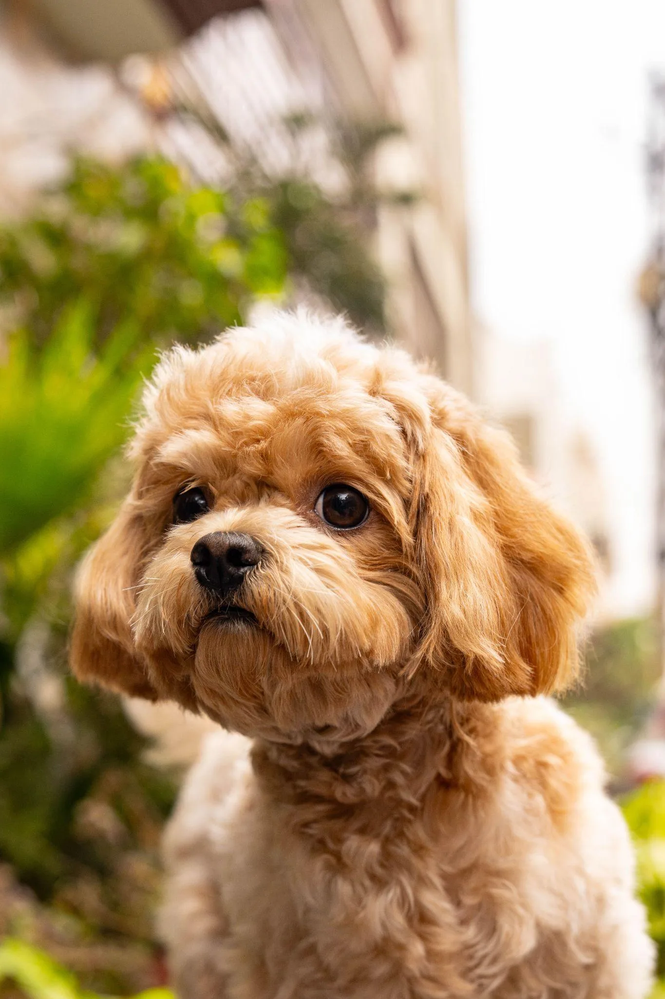 Test photo of a fluffy brown dog against a blurred outdoor background